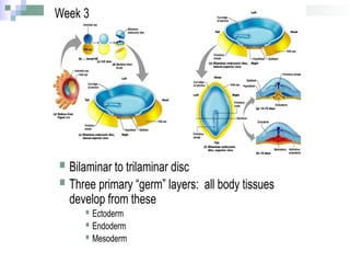 ss_embryological_development_of_bones,_muscles,_and_vessels_in_the.pptx