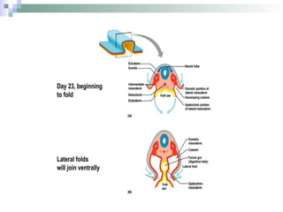 ss_embryological_development_of_bones,_muscles,_and_vessels_in_the.pptx