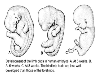 ss_embryological_development_of_bones,_muscles,_and_vessels_in_the.pptx