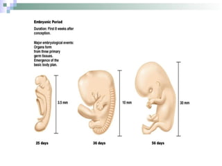 ss_embryological_development_of_bones,_muscles,_and_vessels_in_the.pptx