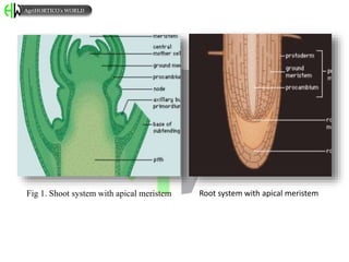 Fig 1. Shoot system with apical meristem Root system with apical meristem
AgriHORTICO’s WORLD
 