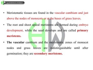 • Meristematic tissues are found in the vascular cambium and just
above the nodes of monocots or at the bases of grass leaves.
• The root and shoot apical meristems are formed during embryo
development, while the seed develops and are called primary
meristems.
• The vascular cambium and the meristmatic zones of monocot
nodes and grass leaves are indistinguishable until after
germination; they are secondary meristems.
AgriHORTICO’s WORLD
 