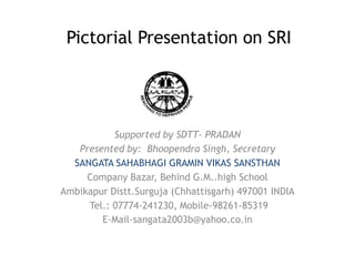 Pictorial Presentation on SRI
Supported by SDTT- PRADAN
Presented by: Bhoopendra Singh, Secretary
SANGATA SAHABHAGI GRAMIN VIKAS SANSTHAN
Company Bazar, Behind G.M..high School
Ambikapur Distt.Surguja (Chhattisgarh) 497001 INDIA
Tel.: 07774-241230, Mobile-98261-85319
E-Mail-sangata2003b@yahoo.co.in
 