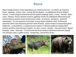 Фауна
Фауна представлена також відповідно до кліматичних зон : на півночі це земляна​​
білка , ведмідь , олень і лось , у ріках багато форелі , на узбережжі Аляски моржі і
тюлені . У лісах сходу Сполучених Штатів живуть ведмідь грізлі , олень , лисиця , вовк ,
скунс , борсук , білка і велика кількість дрібних птахів. На узбережжі Мексиканської
затоки можна зустріти таких екзотичних птахів , як пелікан , фламінго , зелений
зимородок . Тут же водяться алігатори і кілька видів отруйних змій. На Великих
рівнинах свого часу мешкали десятки тисяч бізонів , однак тепер їх залишилося дуже
небагато і , в основному , в національних парках. У гірських районах заходу США
можна зустріти таких великих тварин , як лось , олень , вилоріг , гірський козел , бурий
ведмідь , вовк , товсторіг . У пустельних регіонах живуть переважно рептилії (серед
них гримуча змія ) і дрібні ссавці , наприклад , сумчастий пацюк .
 