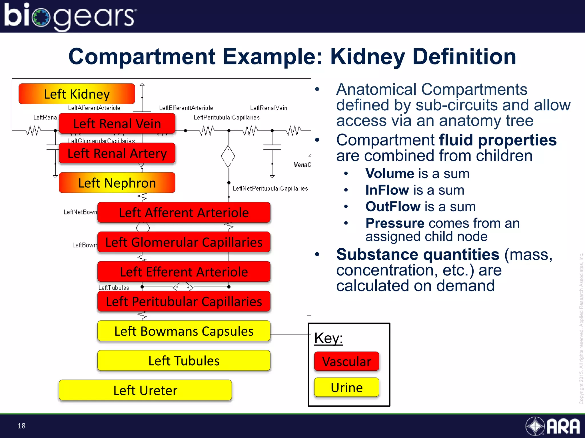 18
• Anatomical Compartments
defined by sub-circuits and allow
access via an anatomy tree
• Compartment fluid properties
are combined from children
• Volume is a sum
• InFlow is a sum
• OutFlow is a sum
• Pressure comes from an
assigned child node
• Substance quantities (mass,
concentration, etc.) are
calculated on demand
Left Kidney
Left Renal Artery
Left Renal Vein
Left Nephron
Left Afferent Arteriole
Left Glomerular Capillaries
Left Efferent Arteriole
Left Peritubular Capillaries
Left Bowmans Capsules
Left Tubules
Left Ureter
Compartment Example: Kidney Definition
Key:
Vascular
Urine
 