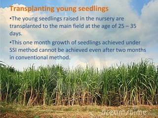 Transplanting young seedlings 
•The young seedlings raised in the nursery are 
transplanted to the main field at the age of 25 – 35 
days. 
•This one month growth of seedlings achieved under 
SSI method cannot be achieved even after two months 
in conventional method. 
 