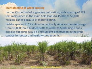 Transplanting at wider spacing 
•In the SSI method of sugarcane cultivation, wide spacing of 5X2 
feet maintained in the main field leads to 45,000 to 55,000 
millable canes because of more tillering. 
•Wider spacing in SSI cultivation not only reduces the seed usage 
from 16,000 three budded setts to 4,000 to 5,000 single buds, 
but also supports easy air and sunlight penetration in the crop 
canopy for better and healthy cane growth. 
Wide spacing between the plants 
 