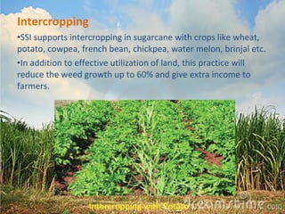 Intercropping 
•SSI supports intercropping in sugarcane with crops like wheat, 
potato, cowpea, french bean, chickpea, water melon, brinjal etc. 
•In addition to effective utilization of land, this practice will 
reduce the weed growth up to 60% and give extra income to 
farmers. 
Intercropping with Potato 
 