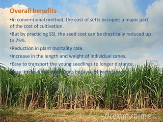 Overall benefits 
•In conventional method, the cost of setts occupies a major part 
of the cost of cultivation. 
•But by practicing SSI, the seed cost can be drastically reduced up 
to 75%. 
•Reduction in plant mortality rate. 
•Increase in the length and weight of individual canes. 
•Easy to transport the young seedlings to longer distance. 
•Easy intercultural operations because of wider spacing. 
 