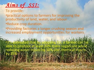 Aims of SSI: 
To provide: 
•practical options to farmers for improving the 
productivity of land, water, and labour 
•Reduce crop duration. 
•Providing factories a longer crushing season and 
increased employment opportunities for workers. 
•It's estimated that by adopting SSI, a farmer can be 
able to produce at least 20% more sugarcane while 
reducing water inputs by 30% and chemical inputs 
by 25% 
 