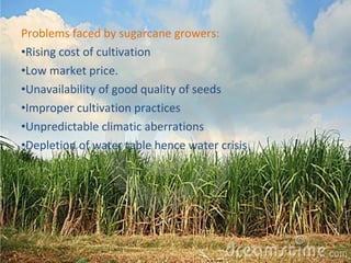 Problems faced by sugarcane growers: 
•Rising cost of cultivation 
•Low market price. 
•Unavailability of good quality of seeds 
•Improper cultivation practices 
•Unpredictable climatic aberrations 
•Depletion of water table hence water crisis 
 