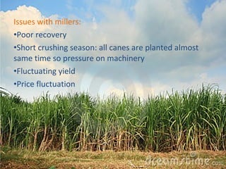 Issues with millers: 
•Poor recovery 
•Short crushing season: all canes are planted almost 
same time so pressure on machinery 
•Fluctuating yield 
•Price fluctuation 
 