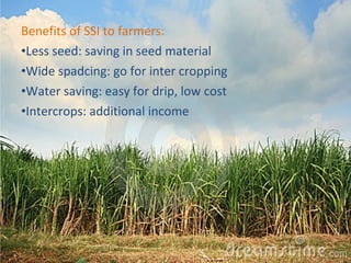 Benefits of SSI to farmers: 
•Less seed: saving in seed material 
•Wide spadcing: go for inter cropping 
•Water saving: easy for drip, low cost 
•Intercrops: additional income 
 