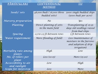 PARTICULARS CONVENTIONAL 
METHOD 
SSI 
Seeds/ sets 48,000 buds ( 16,000 three 
budded setts) 
5000 single budded chips 
(5000 buds per acre) 
Nursery preparation No Yes 
Planting Direct planting of setts 
in the main field 
Transplanting of 25-35 
days old seedlings raised 
from bud chips 
Spacing 1.5 to 2.5 ft between rows 5 ft between rows 
Water requirement More (flooding of field) Less (maintenance of 
moisture in the furrows 
and adoption of drip 
irrigation) 
Mortality rate among 
plants 
High Low 
No. of tillers per 
plant 
Less (10-15) More (15-20) 
Accessibility to air 
and sunlight 
Low High 
Scope for intercrop Less More 
 