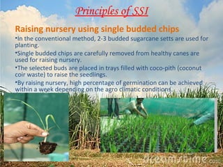 Principles of SSI 
Raising nursery using single budded chips 
•In the conventional method, 2-3 budded sugarcane setts are used for 
planting. 
•Single budded chips are carefully removed from healthy canes are 
used for raising nursery. 
•The selected buds are placed in trays filled with coco-pith (coconut 
coir waste) to raise the seedlings. 
•By raising nursery, high percentage of germination can be achieved 
within a week depending on the agro climatic conditions. 
 