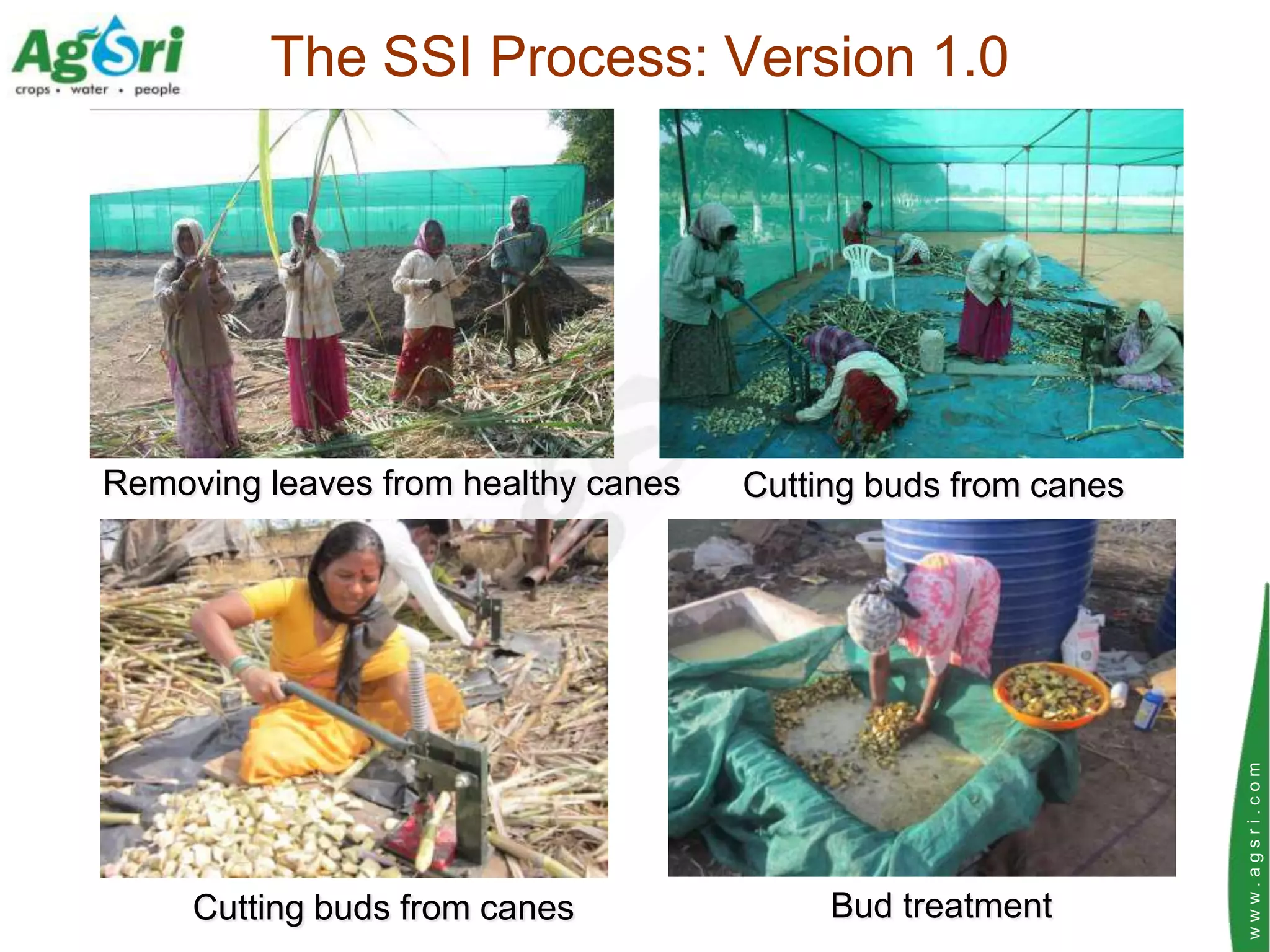 The SSI Process: Version 1.0




Removing leaves from healthy canes   Cutting buds from canes




                                                               www.agsri.com
     Cutting buds from canes              Bud treatment
 