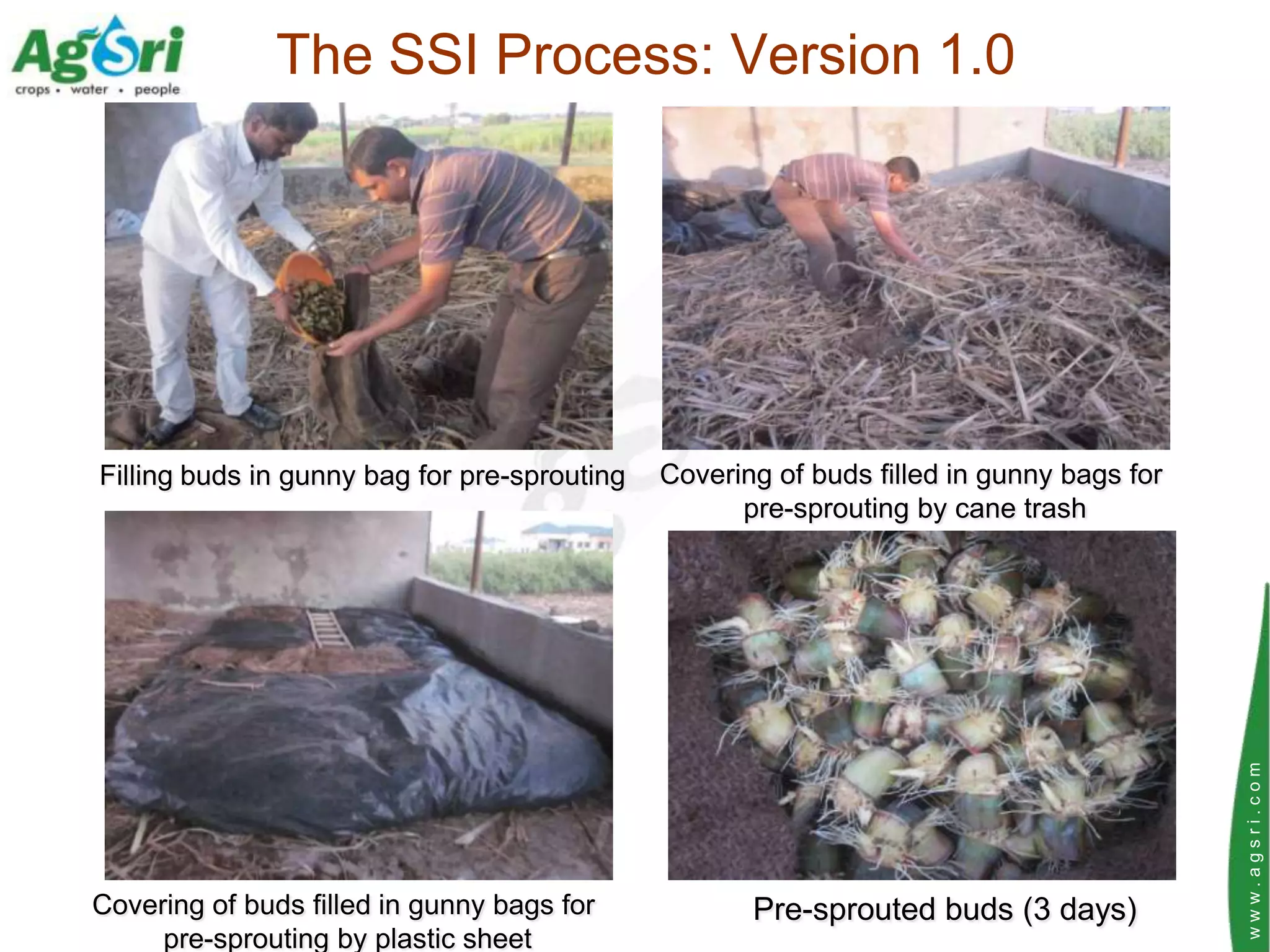 The SSI Process: Version 1.0




Filling buds in gunny bag for pre-sprouting   Covering of buds filled in gunny bags for
                                                    pre-sprouting by cane trash




                                                                                          www.agsri.com
Covering of buds filled in gunny bags for            Pre-sprouted buds (3 days)
     pre-sprouting by plastic sheet
 