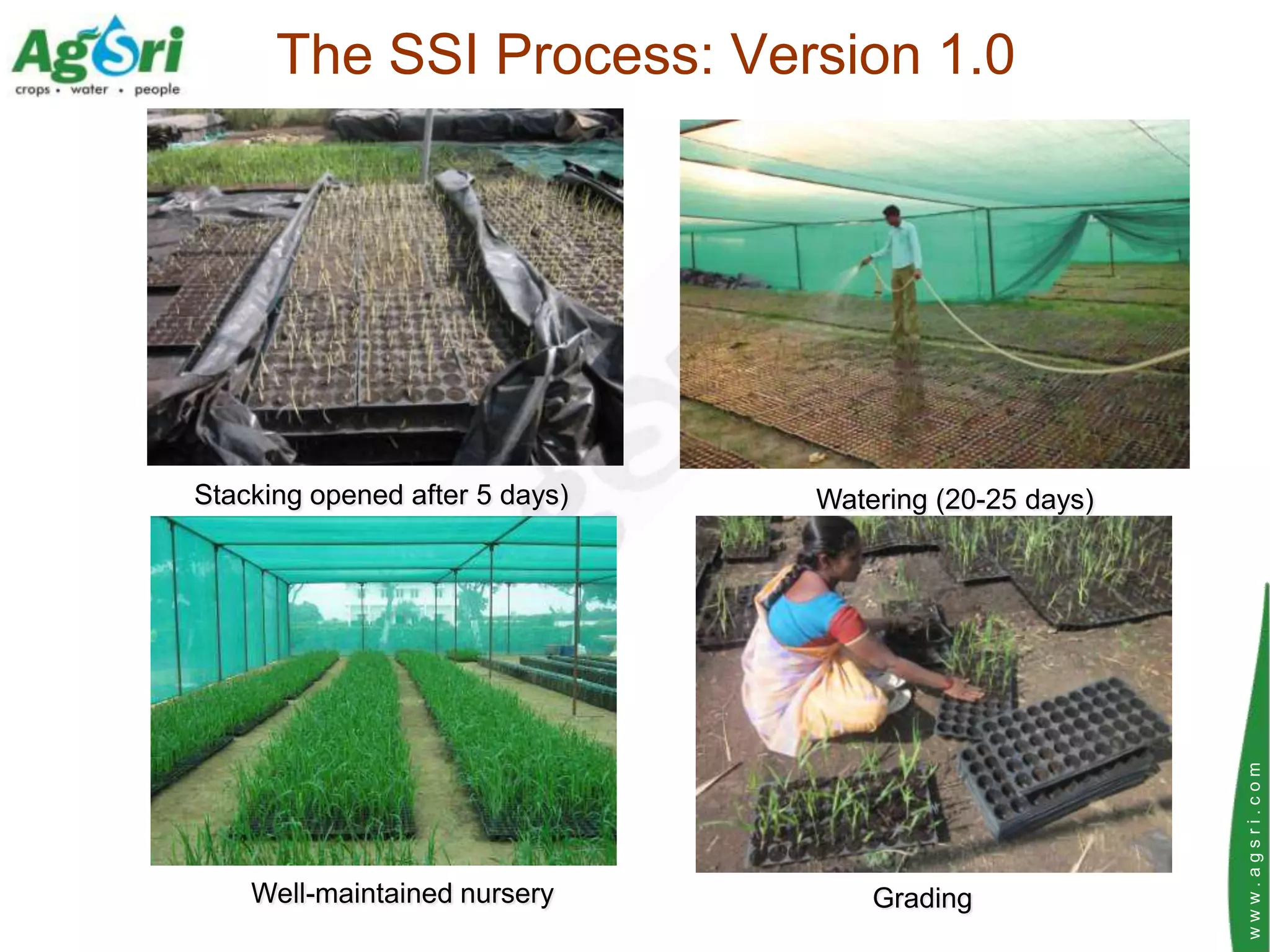 The SSI Process: Version 1.0




Stacking opened after 5 days)   Watering (20-25 days)




                                                        www.agsri.com
    Well-maintained nursery         Grading
 