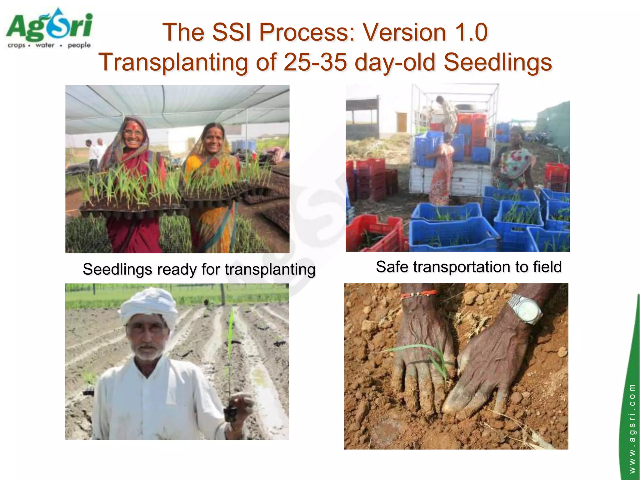 The SSI Process: Version 1.0
  Transplanting of 25-35 day-old Seedlings




Seedlings ready for transplanting   Safe transportation to field




                                                                   www.agsri.com
 