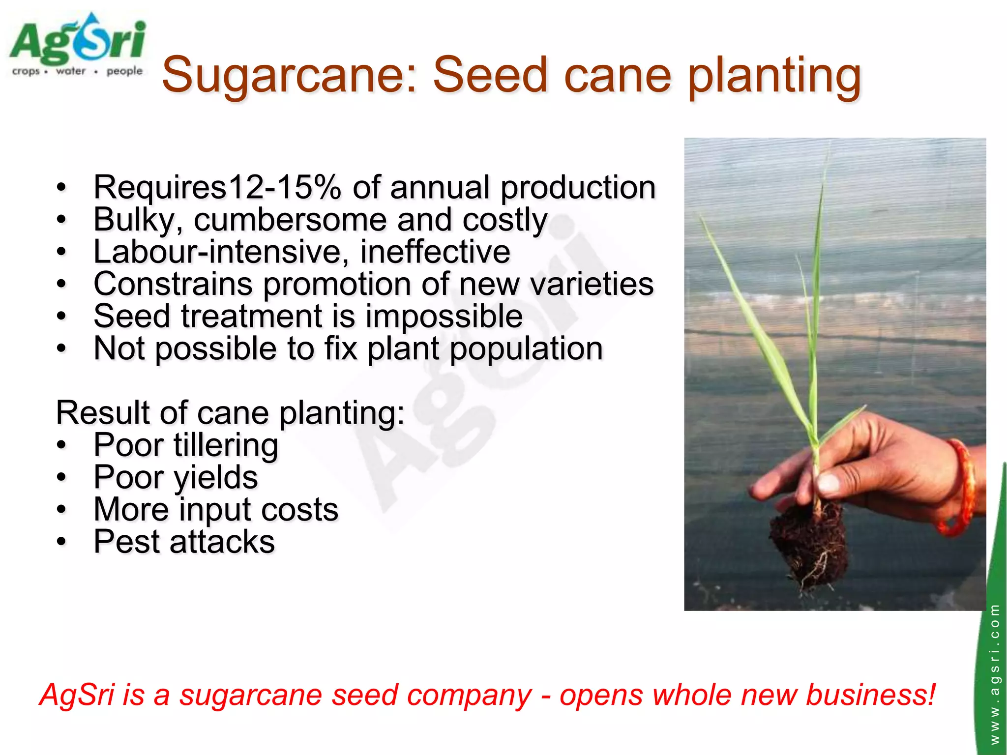 Sugarcane: Seed cane planting

 •   Requires12-15% of annual production
 •   Bulky, cumbersome and costly
 •   Labour-intensive, ineffective
 •   Constrains promotion of new varieties
 •   Seed treatment is impossible
 •   Not possible to fix plant population
 Result of cane planting:
 • Poor tillering
 • Poor yields
 • More input costs
 • Pest attacks




                                                                www.agsri.com
AgSri is a sugarcane seed company - opens whole new business!
 