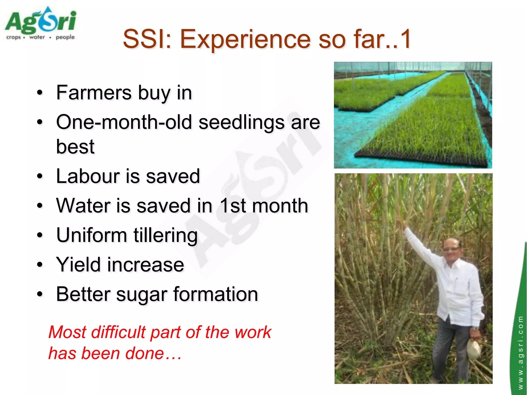 SSI: Experience so far..1
• Farmers buy in
• One-month-old seedlings are
  best
• Labour is saved
• Water is saved in 1st month
• Uniform tillering
• Yield increase
• Better sugar formation




                                       www.agsri.com
 Most difficult part of the work
 has been done…
 
