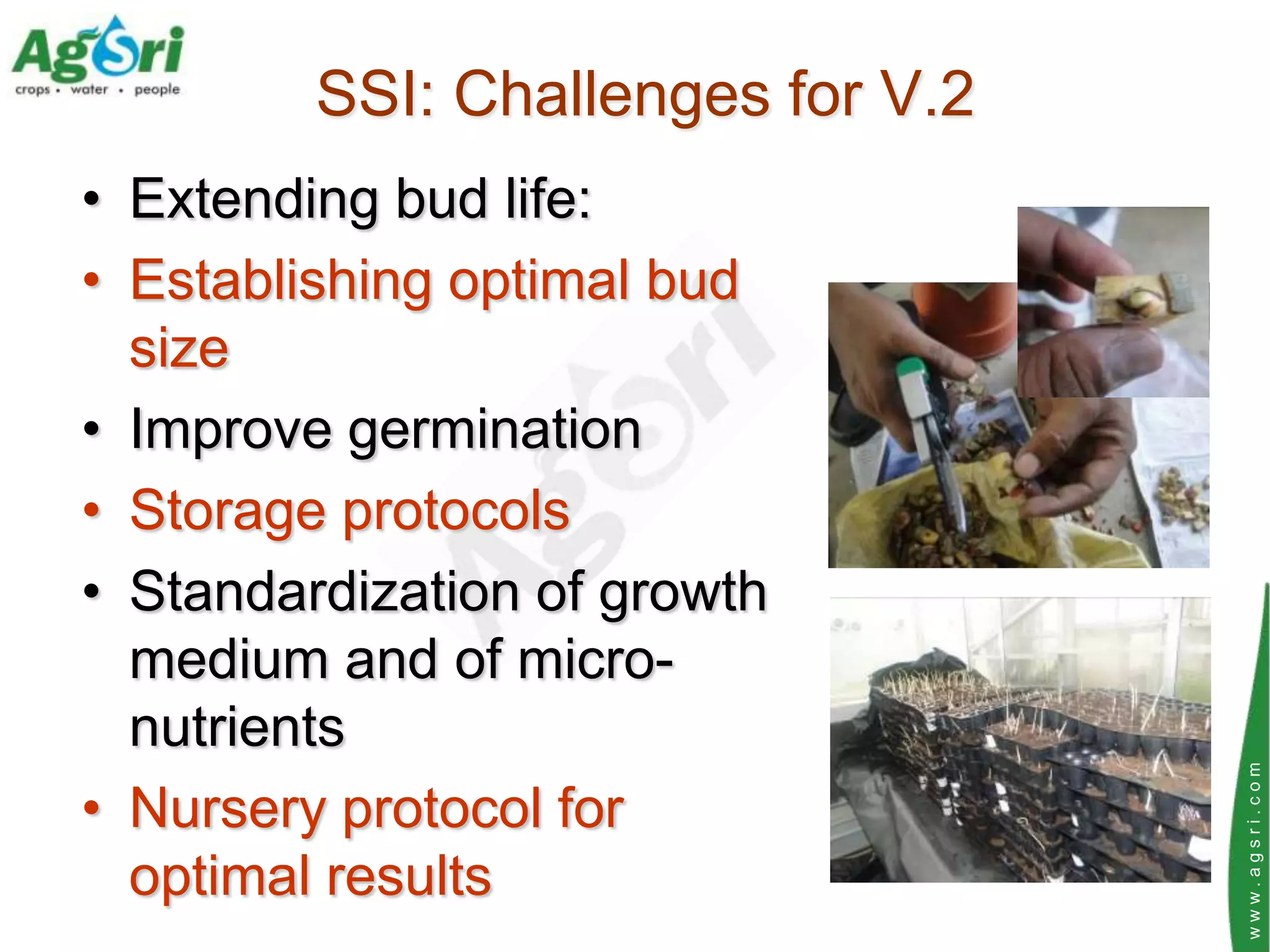 SSI: Challenges for V.2
• Extending bud life:
• Establishing optimal bud
  size
• Improve germination
• Storage protocols
• Standardization of growth
  medium and of micro-
  nutrients




                                   www.agsri.com
• Nursery protocol for
  optimal results
 