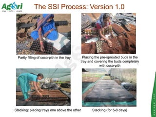 The SSI Process: Version 1.0




  Partly filling of coco-pith in the tray    Placing the pre-sprouted buds in the
       ...