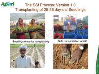 The SSI Process: Version 1.0
  Transplanting of 25-35 day-old Seedlings




Seedlings ready for transplanting   Safe trans...