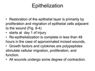 Epithelization
• Restoration of the epithelial layer is primarily by
proliferation and migration of epithelial cells adjacent
to the wound (Fig. 9-4)
• starts at day 1 of injury
• Re-epithelialization is complete in less than 48
hours in the case of approximated incised wounds,
• Growth factors and cytokines are polypeptides
stimulate cellular migration, proliferation, and
function.
• All wounds undergo some degree of contraction.
 