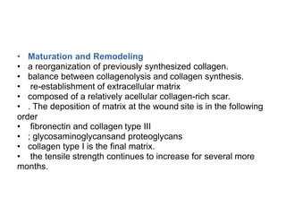 • Maturation and Remodeling
• a reorganization of previously synthesized collagen.
• balance between collagenolysis and collagen synthesis.
• re-establishment of extracellular matrix
• composed of a relatively acellular collagen-rich scar.
• . The deposition of matrix at the wound site is in the following
order
• fibronectin and collagen type III
• ; glycosaminoglycansand proteoglycans
• collagen type I is the final matrix.
• the tensile strength continues to increase for several more
months.
 