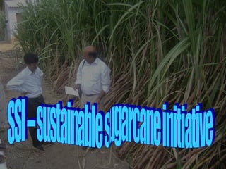 SSI – sustainable sugarcane initiative 