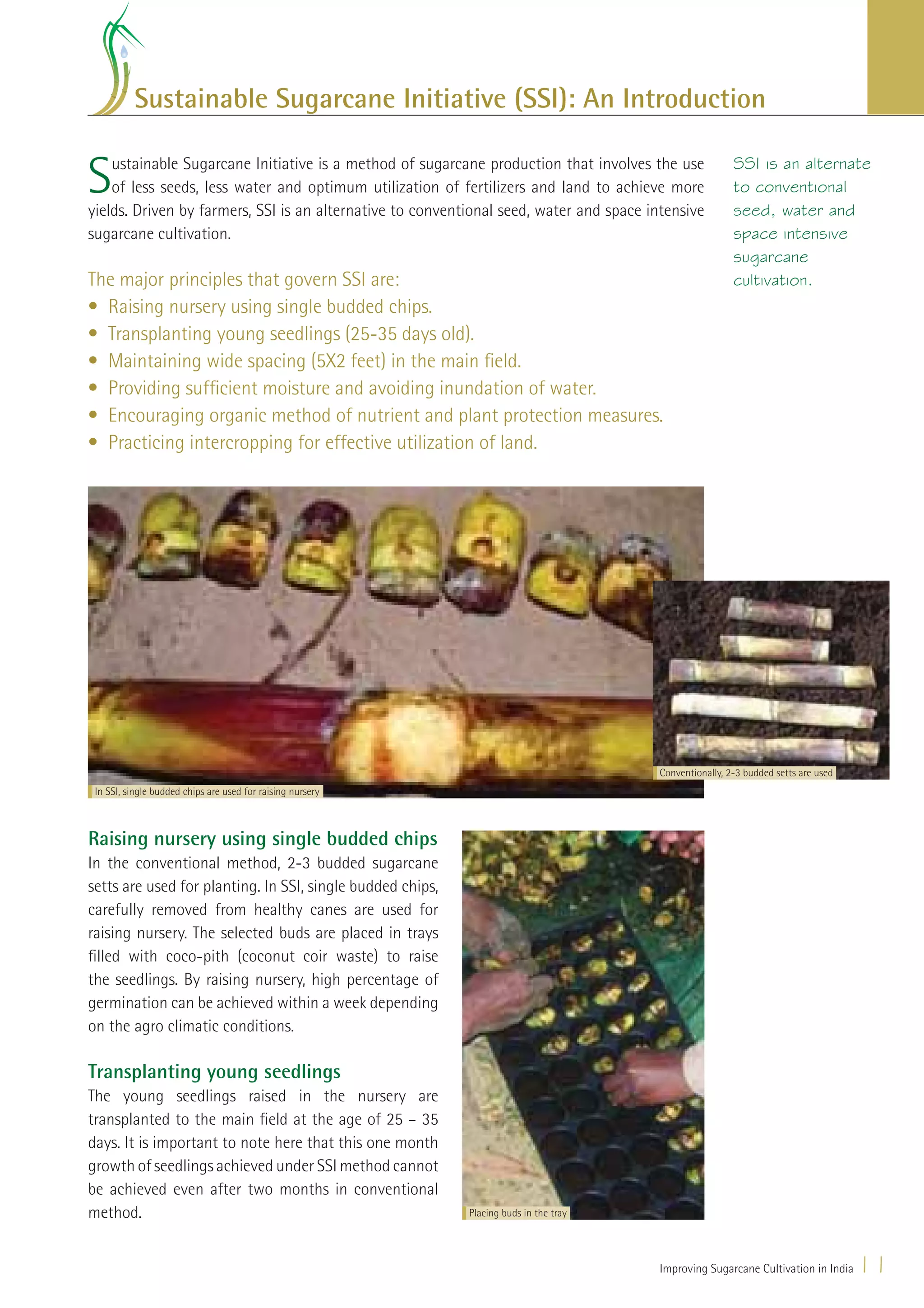 Sustainable Sugarcane Initiative (SSI): An Introduction


S   ustainable Sugarcane Initiative is a method of sugarcane production that involves the use
    of less seeds, less water and optimum utilization of fertilizers and land to achieve more
yields. Driven by farmers, SSI is an alternative to conventional seed, water and space intensive
                                                                                                          SSI is an alternate
                                                                                                          to conventional
                                                                                                          seed, water and
sugarcane cultivation.                                                                                    space intensive
                                                                                                          sugarcane
The major principles that govern SSI are:                                                                 cultivation.
• Raising nursery using single budded chips.
• Transplanting young seedlings (25-35 days old).
• Maintaining wide spacing (5X2 feet) in the main ﬁeld.
• Providing sufﬁcient moisture and avoiding inundation of water.
• Encouraging organic method of nutrient and plant protection measures.
• Practicing intercropping for effective utilization of land.




                                                                                         Conventionally, 2-3 budded setts are used
 In SSI, single budded chips are used for raising nursery



Raising nursery using single budded chips
In the conventional method, 2-3 budded sugarcane
setts are used for planting. In SSI, single budded chips,
carefully removed from healthy canes are used for
raising nursery. The selected buds are placed in trays
ﬁlled with coco-pith (coconut coir waste) to raise
the seedlings. By raising nursery, high percentage of
germination can be achieved within a week depending
on the agro climatic conditions.

Transplanting young seedlings
The young seedlings raised in the nursery are
transplanted to the main ﬁeld at the age of 25 – 35
days. It is important to note here that this one month
growth of seedlings achieved under SSI method cannot
be achieved even after two months in conventional
method.                                                     Placing buds in the tray




                                                                                         Improving Sugarcane Cultivation in India    11
 
