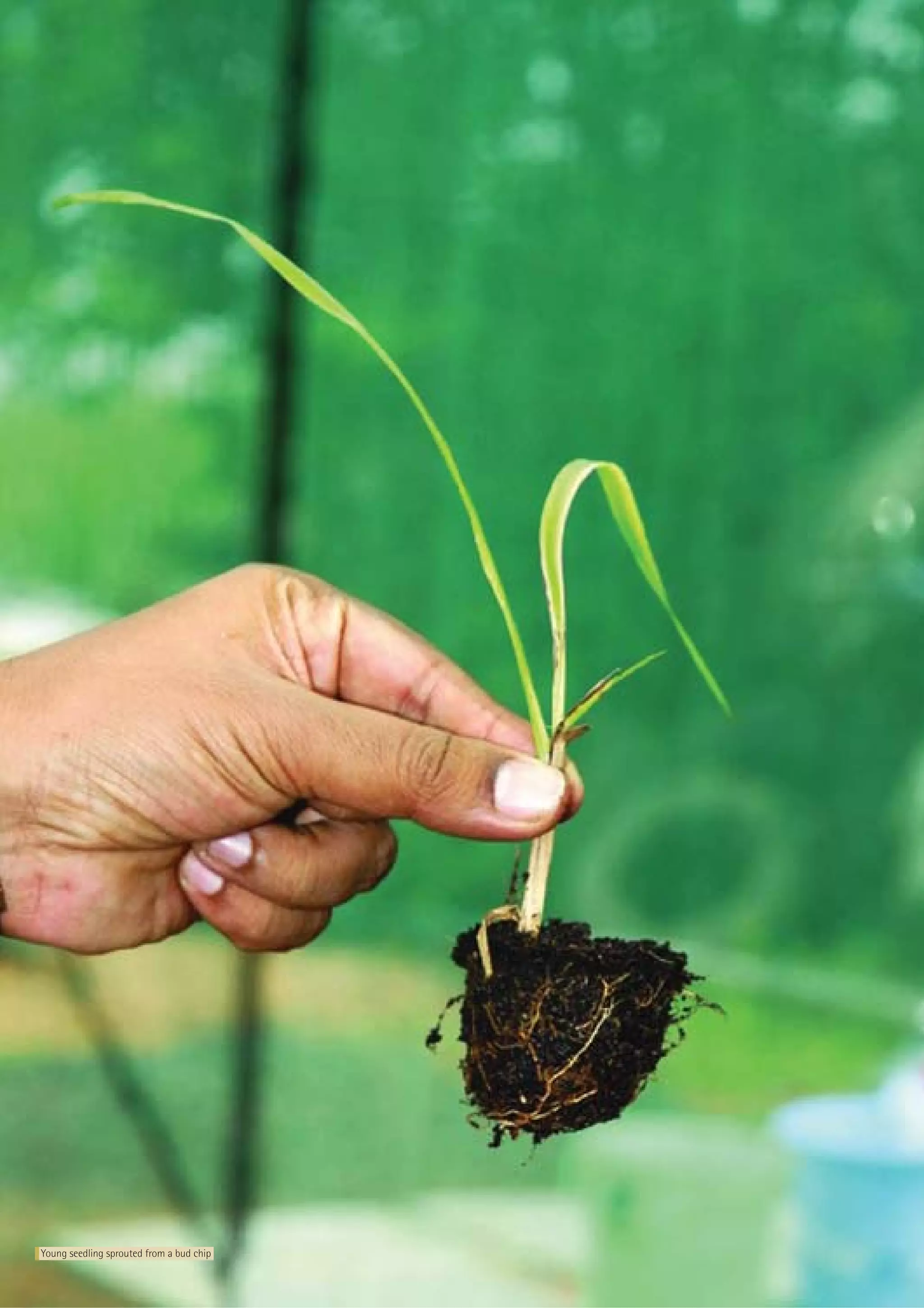 Young seedling sprouted from a bud chip
12      Sustainable Sugarcane Initiative
 