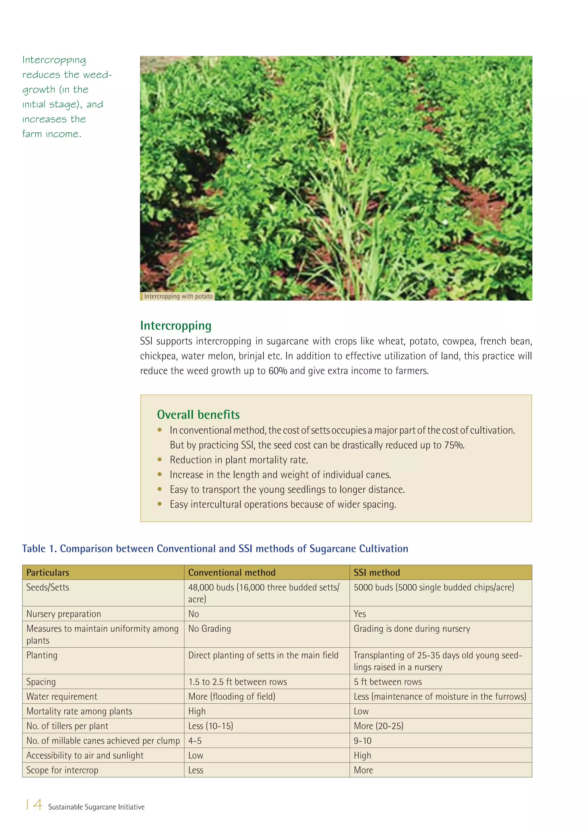 Intercropping
reduces the weed-
growth (in the
initial stage), and
increases the
farm income.




                                    Intercropping with potato



                                   Intercropping
                                   SSI supports intercropping in sugarcane with crops like wheat, potato, cowpea, french bean,
                                   chickpea, water melon, brinjal etc. In addition to effective utilization of land, this practice will
                                   reduce the weed growth up to 60% and give extra income to farmers.



                                        Overall beneﬁts
                                        • In conventional method, the cost of setts occupies a major part of the cost of cultivation.
                                          But by practicing SSI, the seed cost can be drastically reduced up to 75%.
                                        • Reduction in plant mortality rate.
                                        • Increase in the length and weight of individual canes.
                                        • Easy to transport the young seedlings to longer distance.
                                        • Easy intercultural operations because of wider spacing.



Table 1. Comparison between Conventional and SSI methods of Sugarcane Cultivation

Particulars                           Conventional method                                  SSI method
Seeds/Setts                           48,000 buds (16,000 three budded setts/              5000 buds (5000 single budded chips/acre)
                                      acre)
Nursery preparation                   No                                                   Yes
Measures to maintain uniformity among No Grading                                           Grading is done during nursery
plants
Planting                              Direct planting of setts in the main ﬁeld            Transplanting of 25-35 days old young seed-
                                                                                           lings raised in a nursery
Spacing                                             1.5 to 2.5 ft between rows             5 ft between rows
Water requirement                                   More (ﬂooding of ﬁeld)                 Less (maintenance of moisture in the furrows)
Mortality rate among plants                         High                                   Low
No. of tillers per plant                            Less (10-15)                           More (20-25)
No. of millable canes achieved per clump            4-5                                    9-10
Accessibility to air and sunlight                   Low                                    High
Scope for intercrop                                 Less                                   More


14   Sustainable Sugarcane Initiative
 