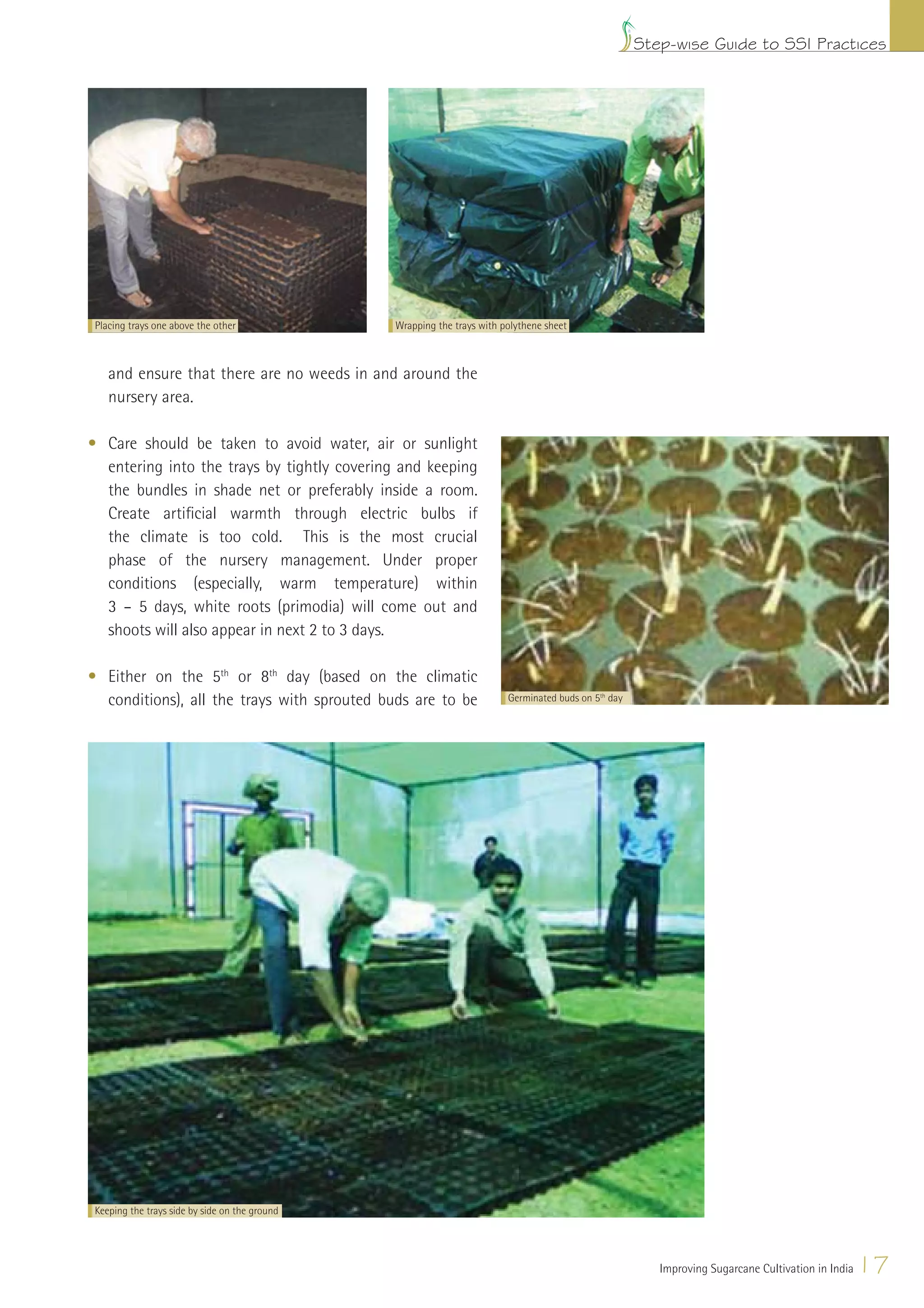 Step-wise Guide to SSI Practices




 Placing trays one above the other             Wrapping the trays with polythene sheet



    and ensure that there are no weeds in and around the
    nursery area.

• Care should be taken to avoid water, air or sunlight
  entering into the trays by tightly covering and keeping
  the bundles in shade net or preferably inside a room.
  Create artiﬁcial warmth through electric bulbs if
  the climate is too cold. This is the most crucial
  phase of the nursery management. Under proper
  conditions (especially, warm temperature) within
  3 – 5 days, white roots (primodia) will come out and
  shoots will also appear in next 2 to 3 days.

• Either on the 5th or 8th day (based on the climatic
  conditions), all the trays with sprouted buds are to be               Germinated buds on 5th day




Keeping the trays side by side on the ground




                                                                                                        Improving Sugarcane Cultivation in India   17
 