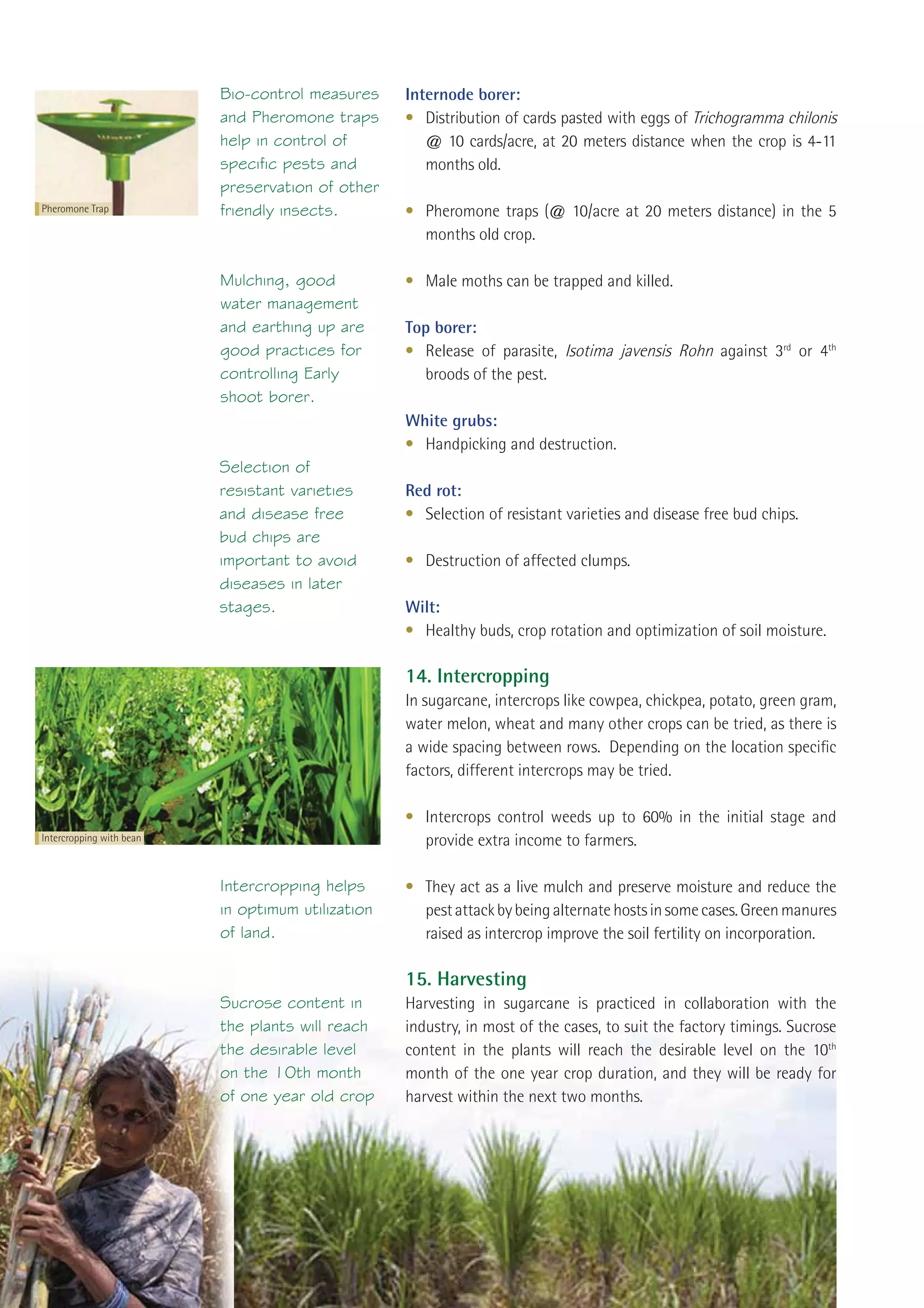 Bio-control measures     Internode borer:
                                     and Pheromone traps      • Distribution of cards pasted with eggs of Trichogramma chilonis
                                     help in control of          @ 10 cards/acre, at 20 meters distance when the crop is 4-11
                                     specific pests and          months old.
                                     preservation of other
Pheromone Trap                       friendly insects.        • Pheromone traps (@ 10/acre at 20 meters distance) in the 5
                                                                months old crop.

                                     Mulching, good           • Male moths can be trapped and killed.
                                     water management
                                     and earthing up are      Top borer:
                                     good practices for       • Release of parasite, Isotima javensis Rohn against 3rd or 4th
                                     controlling Early          broods of the pest.
                                     shoot borer.
                                                              White grubs:
                                                              • Handpicking and destruction.
                                     Selection of
                                     resistant varieties      Red rot:
                                     and disease free         • Selection of resistant varieties and disease free bud chips.
                                     bud chips are
                                     important to avoid       • Destruction of affected clumps.
                                     diseases in later
                                     stages.                  Wilt:
                                                              • Healthy buds, crop rotation and optimization of soil moisture.

                                                              14. Intercropping
                                                              In sugarcane, intercrops like cowpea, chickpea, potato, green gram,
                                                              water melon, wheat and many other crops can be tried, as there is
                                                              a wide spacing between rows. Depending on the location speciﬁc
                                                              factors, different intercrops may be tried.

                                                              • Intercrops control weeds up to 60% in the initial stage and
Intercropping with bean                                         provide extra income to farmers.

                                     Intercropping helps      • They act as a live mulch and preserve moisture and reduce the
                                     in optimum utilization     pest attack by being alternate hosts in some cases. Green manures
                                     of land.                   raised as intercrop improve the soil fertility on incorporation.

                                                              15. Harvesting
                                     Sucrose content in       Harvesting in sugarcane is practiced in collaboration with the
                                     the plants will reach    industry, in most of the cases, to suit the factory timings. Sucrose
                                     the desirable level      content in the plants will reach the desirable level on the 10th
                                     on the 10th month        month of the one year crop duration, and they will be ready for
                                     of one year old crop     harvest within the next two months.




24     Sustainable Sugarcane Initiative
 