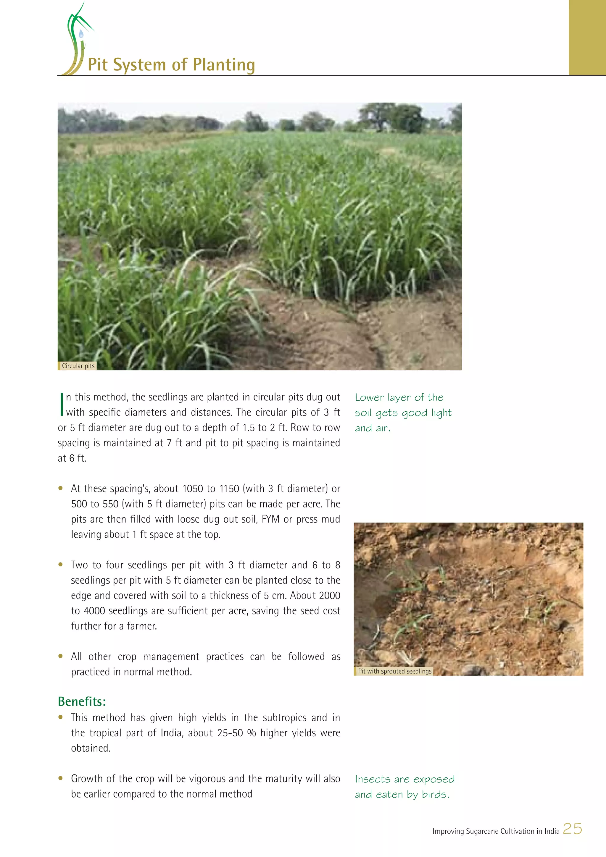Pit System of Planting




 Circular pits




I n this method, the seedlings are planted in circular pits dug out
  with speciﬁc diameters and distances. The circular pits of 3 ft
or 5 ft diameter are dug out to a depth of 1.5 to 2 ft. Row to row
                                                                      Lower layer of the
                                                                      soil gets good light
                                                                      and air.
spacing is maintained at 7 ft and pit to pit spacing is maintained
at 6 ft.

• At these spacing’s, about 1050 to 1150 (with 3 ft diameter) or
  500 to 550 (with 5 ft diameter) pits can be made per acre. The
  pits are then ﬁlled with loose dug out soil, FYM or press mud
  leaving about 1 ft space at the top.

• Two to four seedlings per pit with 3 ft diameter and 6 to 8
  seedlings per pit with 5 ft diameter can be planted close to the
  edge and covered with soil to a thickness of 5 cm. About 2000
  to 4000 seedlings are sufﬁcient per acre, saving the seed cost
  further for a farmer.

• All other crop management practices can be followed as
  practiced in normal method.                                         Pit with sprouted seedlings



Beneﬁts:
• This method has given high yields in the subtropics and in
  the tropical part of India, about 25-50 % higher yields were
  obtained.

• Growth of the crop will be vigorous and the maturity will also      Insects are exposed
  be earlier compared to the normal method                            and eaten by birds.


                                                                                                    Improving Sugarcane Cultivation in India   25
 