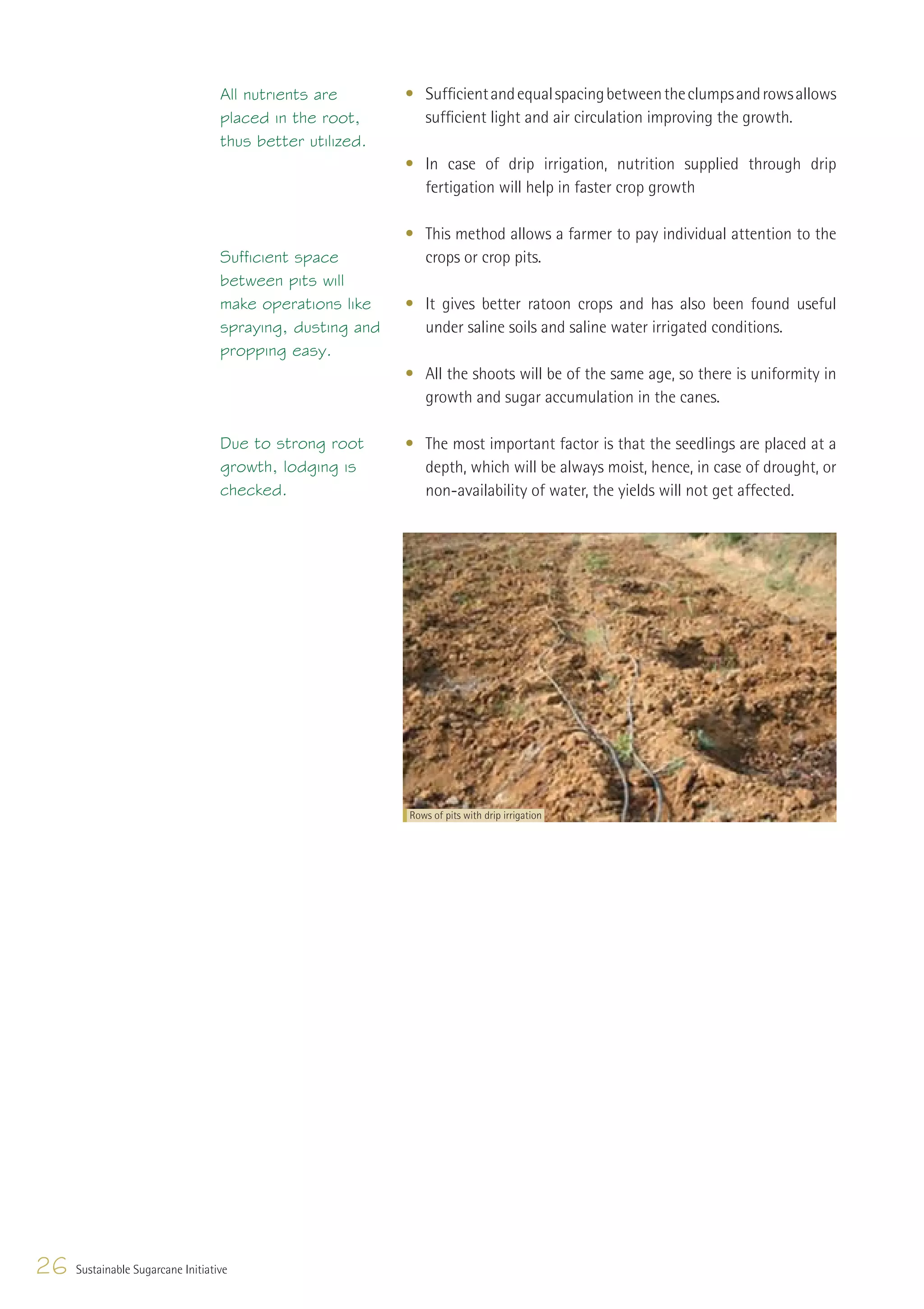All nutrients are       • Sufﬁcient and equal spacing between the clumps and rows allows
                                   placed in the root,       sufﬁcient light and air circulation improving the growth.
                                   thus better utilized.
                                                           • In case of drip irrigation, nutrition supplied through drip
                                                             fertigation will help in faster crop growth

                                                           • This method allows a farmer to pay individual attention to the
                                   Sufficient space          crops or crop pits.
                                   between pits will
                                   make operations like    • It gives better ratoon crops and has also been found useful
                                   spraying, dusting and     under saline soils and saline water irrigated conditions.
                                   propping easy.
                                                           • All the shoots will be of the same age, so there is uniformity in
                                                             growth and sugar accumulation in the canes.

                                   Due to strong root      • The most important factor is that the seedlings are placed at a
                                   growth, lodging is        depth, which will be always moist, hence, in case of drought, or
                                   checked.                  non-availability of water, the yields will not get affected.




                                                           Rows of pits with drip irrigation




26   Sustainable Sugarcane Initiative
 