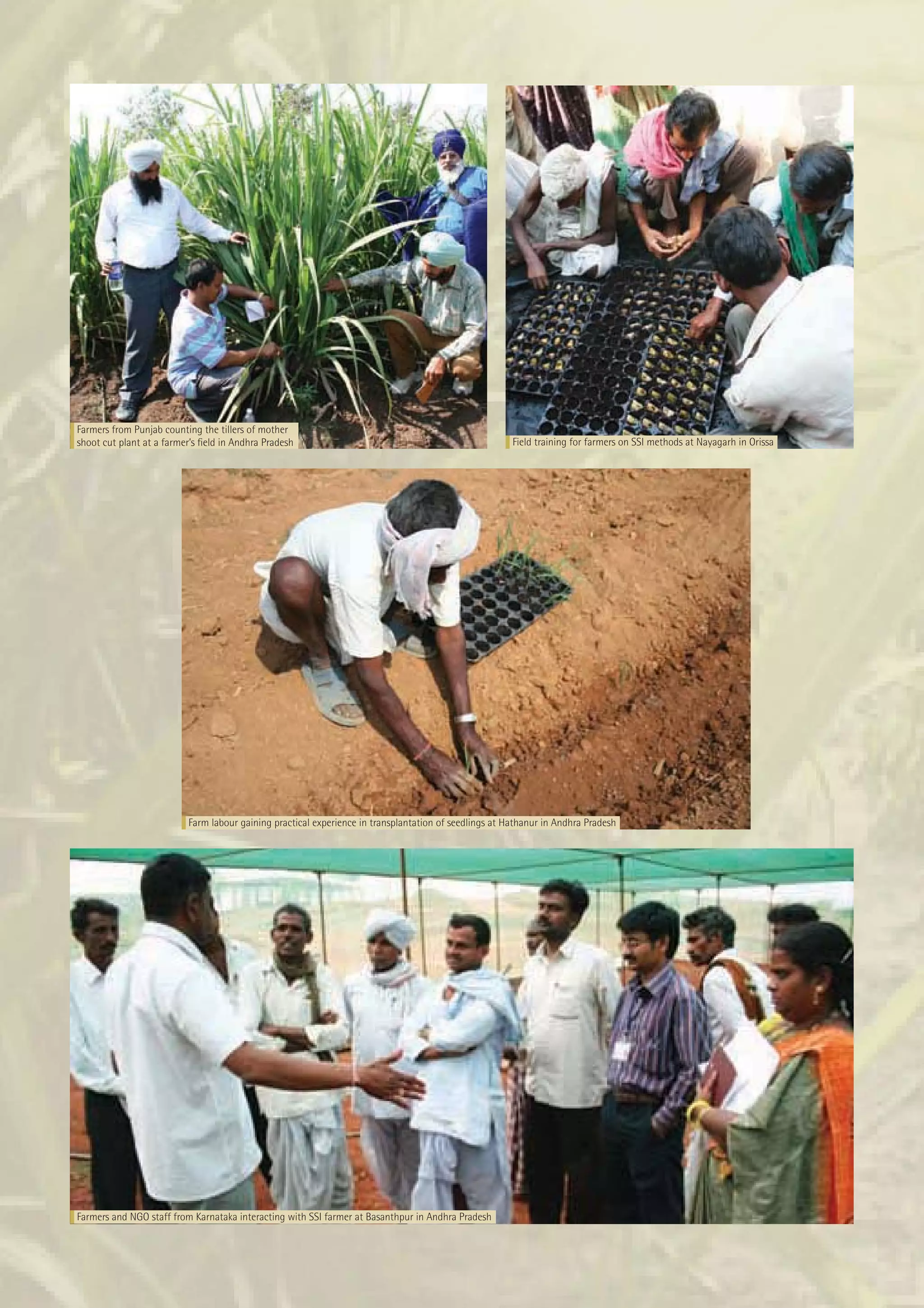 Farmers from Punjab counting the tillers of mother
shoot cut plant at a farmer’s ﬁeld in Andhra Pradesh                                                   Field training for farmers on SSI methods at Nayagarh in Orissa




                          Farm labour gaining practical experience in transplantation of seedlings at Hathanur in Andhra Pradesh




Farmers and NGO staff from Karnataka interacting with SSI farmer at Basanthpur in Andhra Pradesh
 