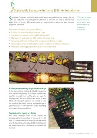 Sustainable Sugarcane Initiative (SSI): An Introduction


S   ustainable Sugarcane Initiative is a method of sugarcane production that involves the use
    of less seeds, less water and optimum utilization of fertilizers and land to achieve more
yields. Driven by farmers, SSI is an alternative to conventional seed, water and space intensive
                                                                                                          SSI is an alternate
                                                                                                          to conventional
                                                                                                          seed, water and
sugarcane cultivation.                                                                                    space intensive
                                                                                                          sugarcane
The major principles that govern SSI are:                                                                 cultivation.
• Raising nursery using single budded chips.
• Transplanting young seedlings (25-35 days old).
• Maintaining wide spacing (5X2 feet) in the main ﬁeld.
• Providing sufﬁcient moisture and avoiding inundation of water.
• Encouraging organic method of nutrient and plant protection measures.
• Practicing intercropping for effective utilization of land.




                                                                                         Conventionally, 2-3 budded setts are used
 In SSI, single budded chips are used for raising nursery



Raising nursery using single budded chips
In the conventional method, 2-3 budded sugarcane
setts are used for planting. In SSI, single budded chips,
carefully removed from healthy canes are used for
raising nursery. The selected buds are placed in trays
ﬁlled with coco-pith (coconut coir waste) to raise
the seedlings. By raising nursery, high percentage of
germination can be achieved within a week depending
on the agro climatic conditions.

Transplanting young seedlings
The young seedlings raised in the nursery are
transplanted to the main ﬁeld at the age of 25 – 35
days. It is important to note here that this one month
growth of seedlings achieved under SSI method cannot
be achieved even after two months in conventional
method.                                                     Placing buds in the tray




                                                                                         Improving Sugarcane Cultivation in India    11
 