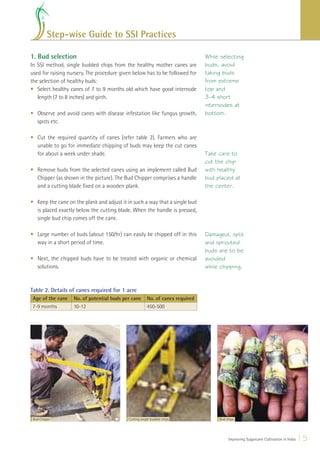 Step-wise Guide to SSI Practices

1. Bud selection                                                               While selecting
In SSI method, single budded chips from the healthy mother canes are           buds, avoid
used for raising nursery. The procedure given below has to be followed for     taking buds
the selection of healthy buds:                                                 from extreme
• Select healthy canes of 7 to 9 months old which have good internode          top and
   length (7 to 8 inches) and girth.                                           3-4 short
                                                                               internodes at
• Observe and avoid canes with disease infestation like fungus growth,         bottom.
  spots etc.

• Cut the required quantity of canes (refer table 2). Farmers who are
  unable to go for immediate chipping of buds may keep the cut canes
  for about a week under shade.                                                Take care to
                                                                               cut the chip
• Remove buds from the selected canes using an implement called Bud            with healthy
  Chipper (as shown in the picture). The Bud Chipper comprises a handle        bud placed at
  and a cutting blade ﬁxed on a wooden plank.                                  the center.

• Keep the cane on the plank and adjust it in such a way that a single bud
  is placed exactly below the cutting blade. When the handle is pressed,
  single bud chip comes off the cane.

• Large number of buds (about 150/hr) can easily be chipped off in this        Damaged, split
  way in a short period of time.                                               and sprouted
                                                                               buds are to be
• Next, the chipped buds have to be treated with organic or chemical           avoided
  solutions.                                                                   while chipping.


Table 2. Details of canes required for 1 acre
Age of the cane    No. of potential buds per cane      No. of canes required
7-9 months         10-12                               450-500




 Bud Chipper                               Cutting single budded chips              Bud chips




                                                                                         Improving Sugarcane Cultivation in India   15
 