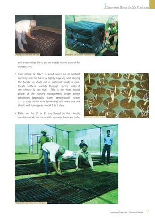 Step-wise Guide to SSI Practices




 Placing trays one above the other             Wrapping the trays with polythene sheet



    and ensure that there are no weeds in and around the
    nursery area.

• Care should be taken to avoid water, air or sunlight
  entering into the trays by tightly covering and keeping
  the bundles in shade net or preferably inside a room.
  Create artiﬁcial warmth through electric bulbs if
  the climate is too cold. This is the most crucial
  phase of the nursery management. Under proper
  conditions (especially, warm temperature) within
  3 – 5 days, white roots (primodia) will come out and
  shoots will also appear in next 2 to 3 days.

• Either on the 5th or 8th day (based on the climatic
  conditions), all the trays with sprouted buds are to be               Germinated buds on 5th day




Keeping the trays side by side on the ground




                                                                                                        Improving Sugarcane Cultivation in India   17
 