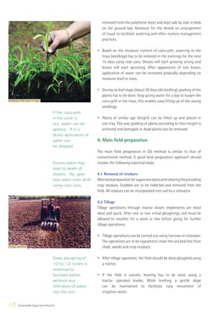 removed from the polythene sheet and kept side by side in beds
                                                                 on the ground (see Annexure for the details on arrangement
                                                                 of trays) to facilitate watering and other nursery management
                                                                 practices.

                                                              • Based on the moisture content of coco-pith, watering to the
                                                                trays (seedlings) has to be initiated in the evenings for the next
                                                                15 days using rose cans. Shoots will start growing strong and
                                                                leaves will start sprouting. After appearance of two leaves,
                                                                application of water can be increased gradually depending on
                                                                moisture level in trays.

                                                              • During six leaf stage (about 20 days old seedling), grading of the
                                                                plants has to be done. Stop giving water for a day to loosen the
Grading of the plants in trays                                  coco-pith in the trays, this enables easy lifting up of the young
                                                                seedlings.
                                      If the coco-pith
                                      in the cone is          • Plants of similar age (height) can be lifted up and placed in
                                      dry, water can be         one tray. This way grading of plants according to their height is
                                      applied. If it is         achieved and damaged or dead plants can be removed.
                                      sticky application of
                                      water can               4. Main ﬁeld preparation
                                      be delayed.
                                                              The main ﬁeld preparation in SSI method is similar to that of
                                                              conventional method. A good land preparation approach should
                                      Excess water may        involve the following essential steps.
                                      lead to death of
                                      shoots. So, give        4.1 Removal of residues
                                      less water even while   Main land preparation for sugarcane starts with clearing the preceding
                                      using rose cans.        crop residues. Stubbles are to be collected and removed from the
                                                              ﬁeld. All residues can be incorporated into soil by a rotavator.

                                                              4.2 Tillage
                                                              Tillage operations through tractor drawn implements are most
                                                              ideal and quick. After one or two initial ploughings, soil must be
                                                              allowed to weather for a week or two before going for further
                                                              tillage operations.

                                                              • Tillage operations can be carried out using harrows or rotavator.
                                                                The operations are to be repeated to make the soil bed free from
Tillage operation                                               clods, weeds and crop residues.

                                      Deep ploughing of       • After tillage operation, the ﬁeld should be deep ploughed using
                                      10 to 12 inches is        a tractor.
                                      essential to
                                      facilitate better       • If the ﬁeld is uneven, leveling has to be done using a
                                      aeration and              tractor operated leveler. While leveling, a gentle slope
                                      infiltration of water     can be maintained to facilitate easy movement of
                                      into the soil.            irrigation water.


18      Sustainable Sugarcane Initiative
 