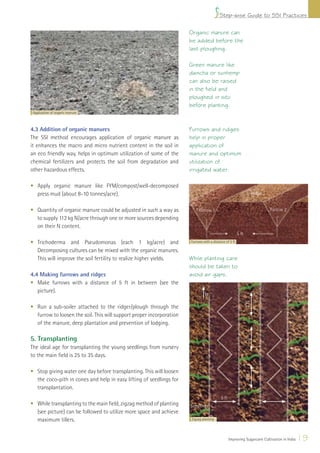 Step-wise Guide to SSI Practices

                                                                      Organic manure can
                                                                      be added before the
                                                                      last ploughing.

                                                                      Green manure like
                                                                      daincha or sunhemp
                                                                      can also be raised
                                                                      in the field and
                                                                      ploughed in situ
                                                                      before planting.
 Application of organic manure



4.3 Addition of organic manures                                       Furrows and ridges
The SSI method encourages application of organic manure as            help in proper
it enhances the macro and micro nutrient content in the soil in       application of
an eco friendly way, helps in optimum utilization of some of the      manure and optimum
chemical fertilizers and protects the soil from degradation and       utilization of
other hazardous effects.                                              irrigated water.

• Apply organic manure like FYM/compost/well-decomposed
  press mud (about 8-10 tonnes/acre).                                                                                 Ridge


• Quantity of organic manure could be adjusted in such a way as            Furrow 1                                           Furrow 2
  to supply 112 kg N/acre through one or more sources depending
  on their N content.
                                                                                                        5 ft
• Trichoderma and Pseudomonas (each 1 kg/acre) and                    Furrows with a distance of 5 ft

  Decomposing cultures can be mixed with the organic manures.
  This will improve the soil fertility to realize higher yields.      While planting care
                                                                      should be taken to
4.4 Making furrows and ridges                                         avoid air gaps.
• Make furrows with a distance of 5 ft in between (see the
   picture).
                                                                               N
                                                                                                               2 ft




• Run a sub-soiler attached to the ridger/plough through the
  furrow to loosen the soil. This will support proper incorporation
  of the manure, deep plantation and prevention of lodging.
                                                                                                               2 ft




5. Transplanting
The ideal age for transplanting the young seedlings from nursery
to the main ﬁeld is 25 to 35 days.

• Stop giving water one day before transplanting. This will loosen
                                                                                                               2 ft




  the coco-pith in cones and help in easy lifting of seedlings for
  transplantation.
                                                                                          5 ft
• While transplanting to the main ﬁeld, zigzag method of planting     Seedlings
  (see picture) can be followed to utilize more space and achieve
  maximum tillers.                                                     Zigzag planting




                                                                                                 Improving Sugarcane Cultivation in India   19
 