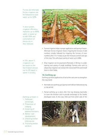 Furrow and alternate
                                   furrow irrigation can
                                   be followed to save
                                   water up to 50%.




                                   In drip system,
                                   irrigation efficiency
                                   improves up to 90%,
                                   water is saved up
                                   to 40-70% and
                                   consumption of
                                   electricity is
                                   also reduced.              Providing sufﬁcient moisture



                                                             • Furrow irrigation helps in proper application and saving of water.
                                                               Alternate furrow irrigation means irrigating the furrows of odd
                                                               numbers initially followed by irrigating the furrows of even
                                                               numbers after 7 to 15 days as per the moisture content and age
                                                               of the crop. This will ensure saving of water up to 50%.
                                   In SSI, about 5
                                   irrigations can           • Drip irrigation can be practiced effectively in SSI due to wider
                                   be saved as the             spacing and raising of single seedlings. Farmers who wish to
                                   Germination period          adopt drip irrigation can contact the concerned ﬁrms and install
                                   (up to 35 days) is          them in their ﬁelds.
                                   spent in nursery.
                                                             10. Earthing up
                                                             Earthing up means application of soil at the root zone to strengthen
                                                             the crop stand.

                                                             • Normally two earthing up’s (partial and full) are followed during
                                                               a crop period.

                                                             • Partial earthing up is done after ﬁrst top dressing essentially
                                                               to cover the fertilizer and to provide anchorage to the freshly
                                   Earthing up helps in:       developed roots. In this case, little soil from either side of the
                                   1. Sufficient
                                      anchorage,
                                   2. Prevention of
                                      lodging,
                                   3. Covering of
                                      applied fertilizers,
                                   4. Better root
                                      development,
                                   5. Checking further
                                      tillering and
                                   6. Providing better
                                      aeration.               Earthing up




22   Sustainable Sugarcane Initiative
 