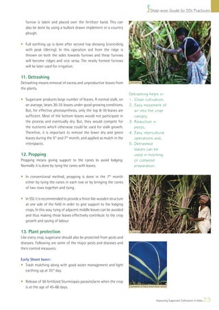 Step-wise Guide to SSI Practices

   furrow is taken and placed over the fertilizer band. This can
   also be done by using a bullock drawn implement or a country
   plough.

• Full earthing up is done after second top dressing (coinciding
  with peak tillering). In this operation soil from the ridge is
  thrown on both the sides towards furrows and these furrows
  will become ridges and vice versa. The newly formed furrows
  will be later used for irrigation.

11. Detrashing
Detrashing means removal of excess and unproductive leaves from        Detrashing

the plants.
                                                                       Detrashing helps in:
• Sugarcane produces large number of leaves. A normal stalk, on        1. Clean cultivation,
  an average, bears 30-35 leaves under good growing conditions.        2. Easy movement of
  But, for effective photosynthesis, only the top 8-10 leaves are         air into the crop
  sufﬁcient. Most of the bottom leaves would not participate in           canopy,
  the process and eventually dry. But, they would compete for          3. Reduction in
  the nutrients which otherwise could be used for stalk growth.           pests,
  Therefore, it is important to remove the lower dry and green         4. Easy intercultural
  leaves during the 5th and 7th month, and applied as mulch in the        operations and,
  interspaces.                                                         5. Detrashed
                                                                          leaves can be
12. Propping                                                              used in mulching
Propping means giving support to the canes to avoid lodging.              or compost
Normally it is done by tying the canes with leaves.                       preparation.

• In conventional method, propping is done in the 7th month
  either by tying the canes in each row or by bringing the canes
  of two rows together and tying.

• In SSI, it is recommended to provide a fence like wooden structure
  at one side of the ﬁeld in order to give support to the lodging
  crops. In this way, tying of adjacent middle leaves can be avoided
  and thus making those leaves effectively contribute to the crop
  growth and saving of labour.

13. Plant protection                                                   Propping

Like every crop, sugarcane should also be protected from pests and
diseases. Following are some of the major pests and diseases and
their control measures:

Early Shoot borer:
• Trash mulching along with good water management and light
   earthing up at 35th day.

• Release of 50 fertilized Sturmiopsis parasite/acre when the crop
  is at the age of 45-60 days.                                         Symptom of Early shoot borer attack




                                                                                                Improving Sugarcane Cultivation in India   23
 