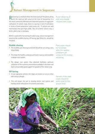 Ratoon Management in Sugarcane


R    atooning is a method where the lower parts of the plants along
     with the roots are left uncut at the time of harvesting. It is
the most commonly followed and important practice in sugarcane
                                                                          Avoid ratooning of
                                                                          pest and disease
                                                                          infected plant crops.
cultivation. In ratoon crops, there is a saving in cost of cultivation
in terms of land preparation, seed canes, etc. If ratoons are well
maintained, they give high yields. But, for a better ratoon crop, a
better plant crop is necessary.

Within a week after harvesting the plant crop, ratoon management
practices like stubble shaving, off baring, gap ﬁlling etc., should be
initiated.

Stubble shaving                                                           Plant crops should
• The stubbles just above ground level should be cut using a very         be harvested
  sharp blade.                                                            when the weather
                                                                          conditions are
• This helps the healthy underground buds to sprout and establish         conducive for stubble
  a deeper root system.                                                   sprouting.

• The deeper root system thus obtained facilitates optimum
  utilization of the nutrients and moisture available in the lower soil
  layers and provides good support for growth of the ratoon crop.

Off baring
• It is an operation wherein the ridges are broken or cut on either
  side using a plough.                                                    Harvest of the plant
                                                                          crops should be
• This will loosen the soil to develop better root system and             done close to the
  thereby better absorption of nutrients and water.                       ground level.




       Ratoon management                                                                 Improving Sugarcane Cultivation in India   27
 