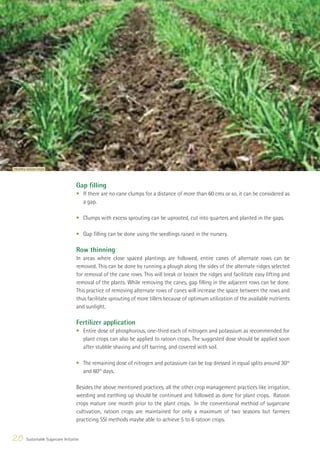 Healthy ratoon crops



                                      Gap ﬁlling
                                      • If there are no cane clumps for a distance of more than 60 cms or so, it can be considered as
                                        a gap.

                                      • Clumps with excess sprouting can be uprooted, cut into quarters and planted in the gaps.

                                      • Gap ﬁlling can be done using the seedlings raised in the nursery.

                                      Row thinning
                                      In areas where close spaced plantings are followed, entire canes of alternate rows can be
                                      removed. This can be done by running a plough along the sides of the alternate ridges selected
                                      for removal of the cane rows. This will break or loosen the ridges and facilitate easy lifting and
                                      removal of the plants. While removing the canes, gap ﬁlling in the adjacent rows can be done.
                                      This practice of removing alternate rows of canes will increase the space between the rows and
                                      thus facilitate sprouting of more tillers because of optimum utilization of the available nutrients
                                      and sunlight.

                                      Fertilizer application
                                      • Entire dose of phosphorous, one-third each of nitrogen and potassium as recommended for
                                        plant crops can also be applied to ratoon crops. The suggested dose should be applied soon
                                        after stubble shaving and off barring, and covered with soil.

                                      • The remaining dose of nitrogen and potassium can be top dressed in equal splits around 30th
                                        and 60th days.

                                      Besides the above mentioned practices, all the other crop management practices like irrigation,
                                      weeding and earthing up should be continued and followed as done for plant crops. Ratoon
                                      crops mature one month prior to the plant crops. In the conventional method of sugarcane
                                      cultivation, ratoon crops are maintained for only a maximum of two seasons but farmers
                                      practicing SSI methods maybe able to achieve 5 to 6 ratoon crops.


28      Sustainable Sugarcane Initiative
 