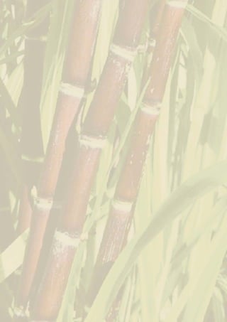 2   Sustainable Sugarcane Initiative
 