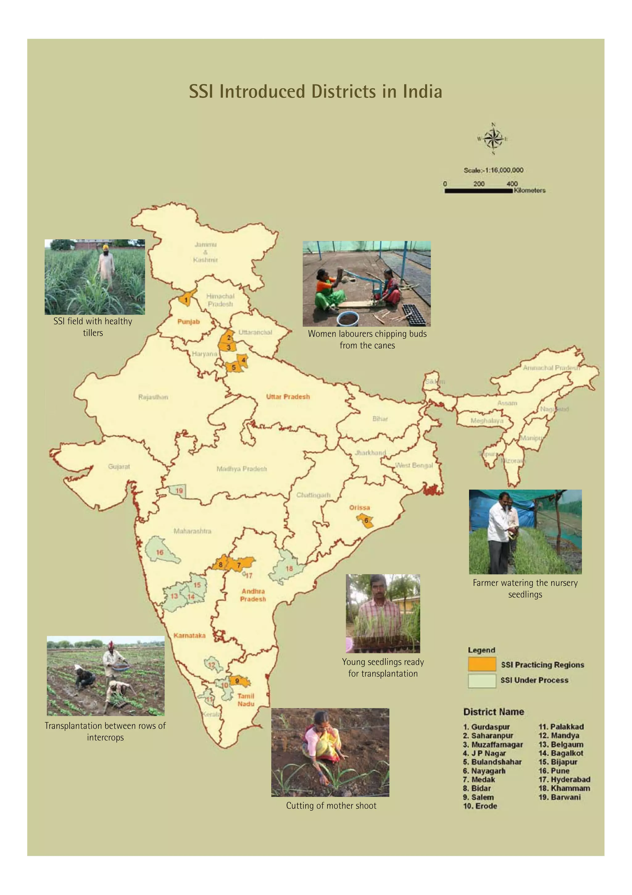 SSI Introduced Districts in India




                 tillers                           Women labourers chipping buds
                                                         from the canes
SugarCane
       matters




  10
Nov ‘09




                                                                                    Farmer watering the nursery
                                                                                            seedlings




                                                            Young seedlings ready
                                                             for transplantation




Transplantation between rows of
           intercrops




                                              Cutting of mother shoot
 